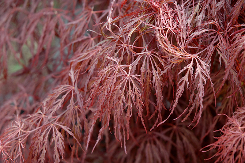 Crimson Queen Japanese Maple (Acer palmatum 'Crimson Queen') at Bedner's Farm & Greenhouse