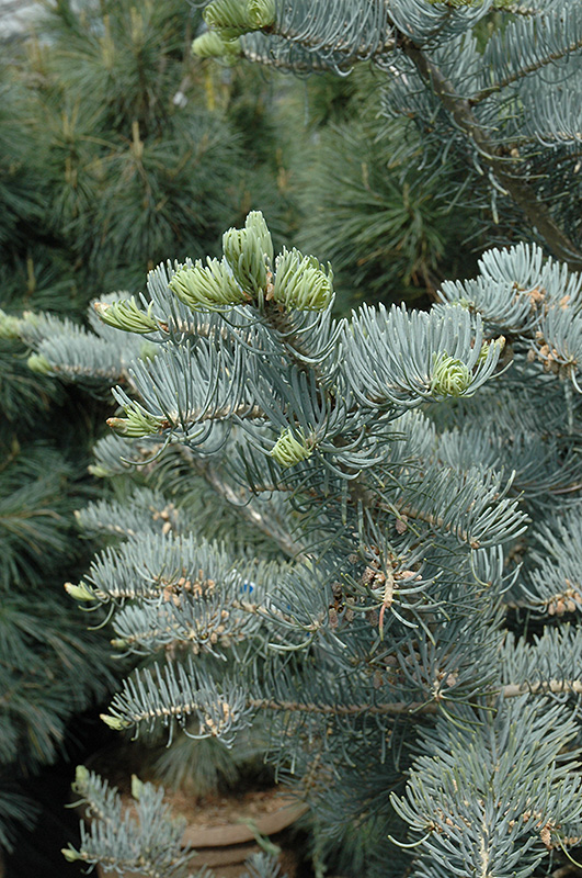 Candicans White Fir (Abies concolor 'Candicans') at Bedner's Farm & Greenhouse