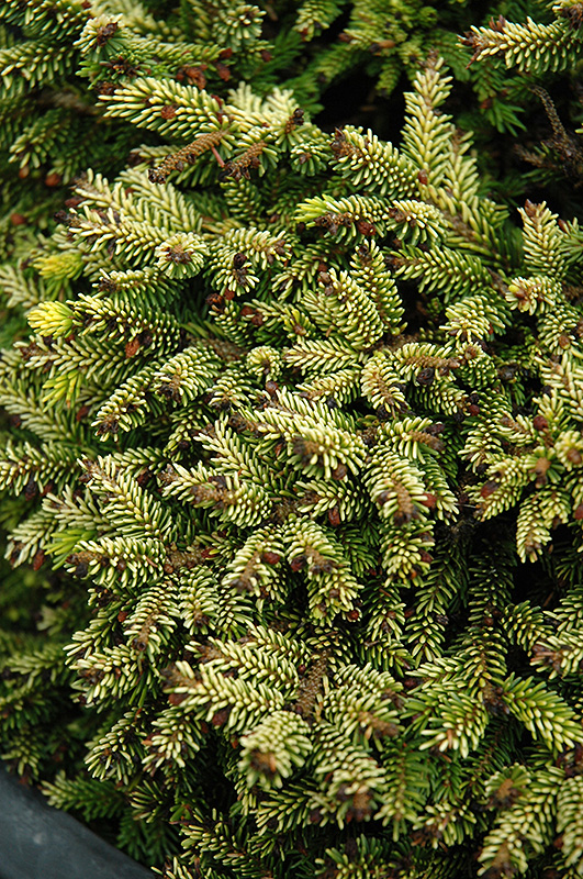 Tom Thumb Oriental Spruce (Picea orientalis 'Tom Thumb') at Bedner's Farm & Greenhouse