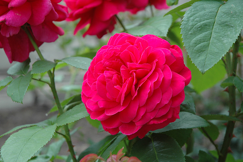 L.D. Braithwaite Rose (Rosa 'L.D. Braithwaite') at Bedner's Farm & Greenhouse