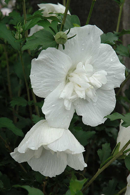 White Chiffon Rose of Sharon (Hibiscus syriacus 'Notwoodtwo') at Bedner's Farm & Greenhouse
