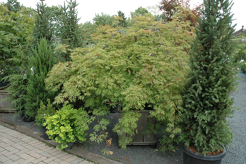Green Cascade Maple (Acer japonicum 'Green Cascade') at Bedner's Farm & Greenhouse