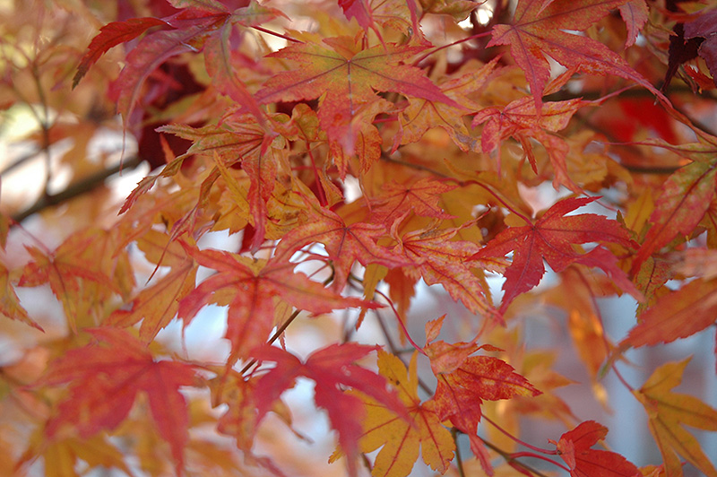 Butterfly Variegated Japanese Maple (Acer palmatum 'Butterfly') at Bedner's Farm & Greenhouse