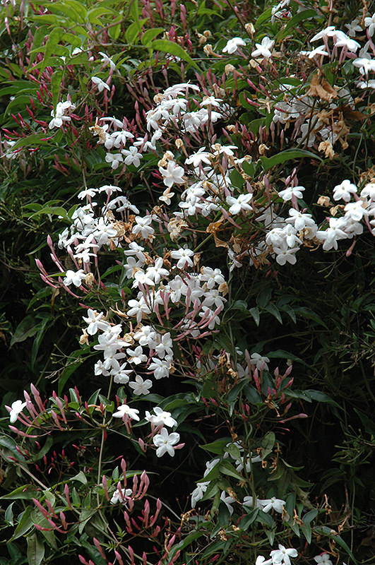 Climbing Jasmine (Jasminum polyanthum) at Bedner's Farm & Greenhouse