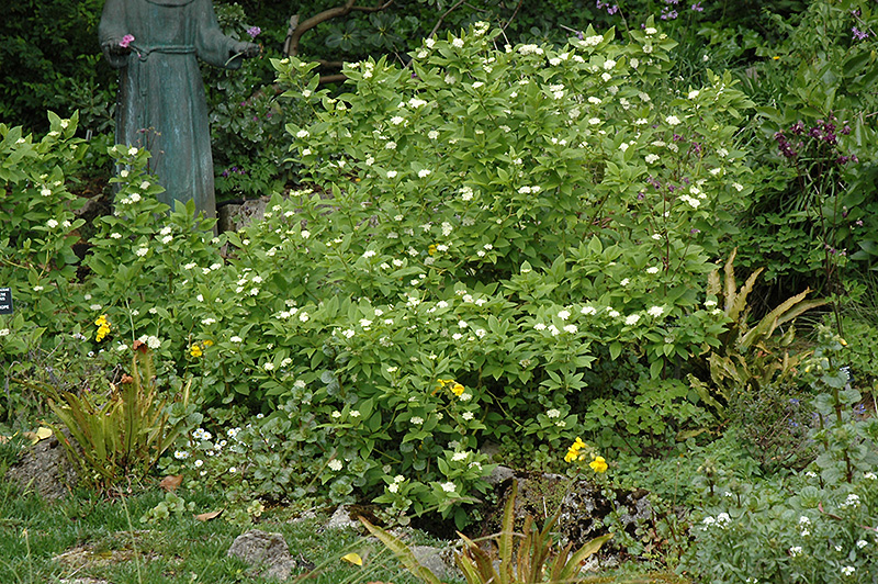 White Heliotrope (Heliotropium arborescens 'Album') at Bedner's Farm & Greenhouse