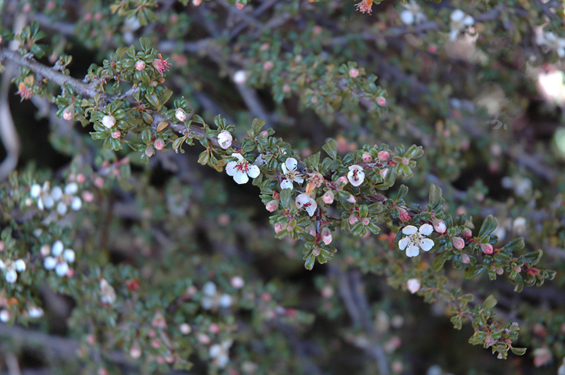 Thyme Leaf Cotoneaster (Cotoneaster microphyllus 'var. thymifolius') at Bedner's Farm & Greenhouse