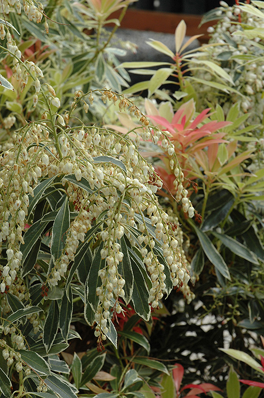 Flaming Silver Japanese Pieris (Pieris japonica 'Flaming Silver') at Bedner's Farm & Greenhouse