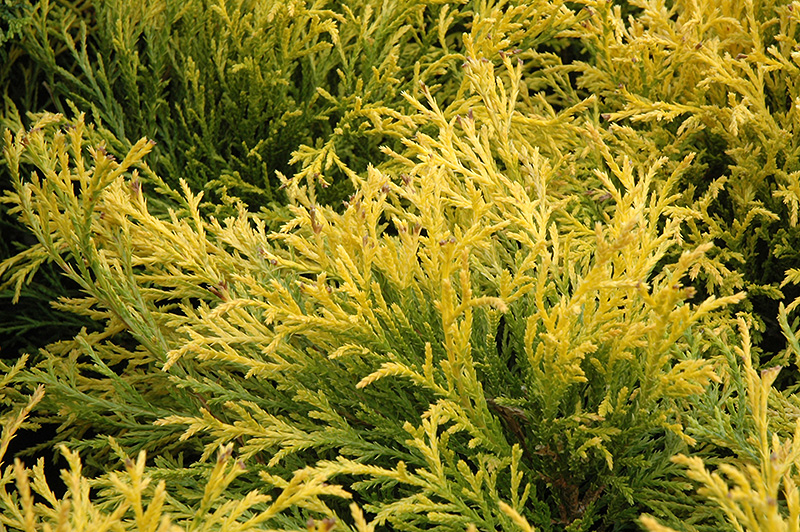 Golden Mop Falsecypress (Chamaecyparis pisifera 'Golden Mop') at Bedner's Farm & Greenhouse