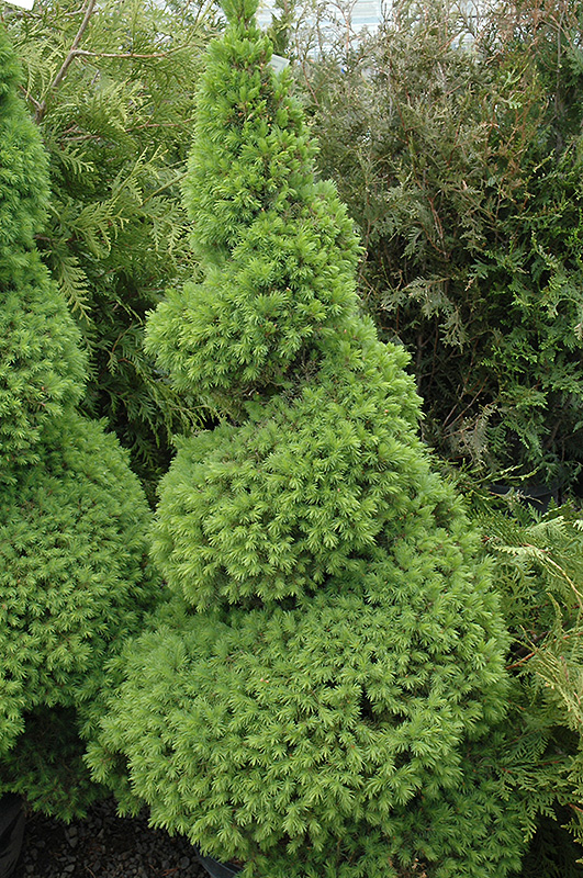 Dwarf Alberta Spruce (Picea glauca 'Conica (spiral)') at Bedner's Farm & Greenhouse