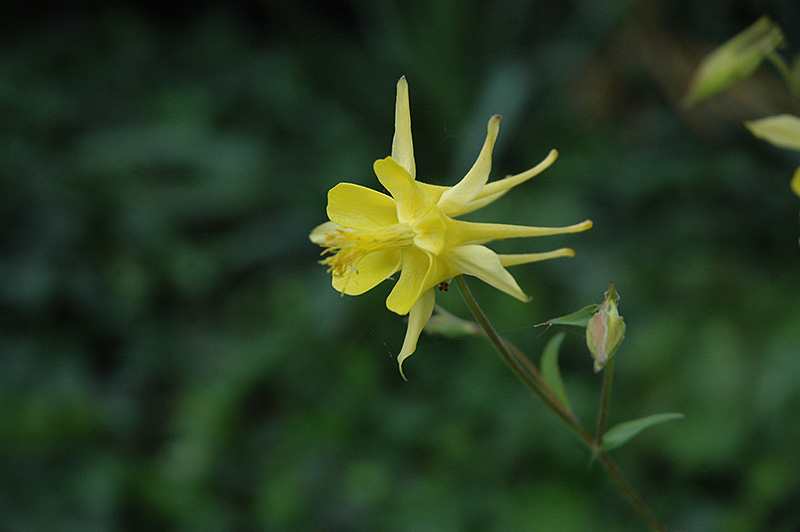 Yellow Star Columbine (Aquilegia chrysantha 'Yellow Star') at Bedner's Farm & Greenhouse