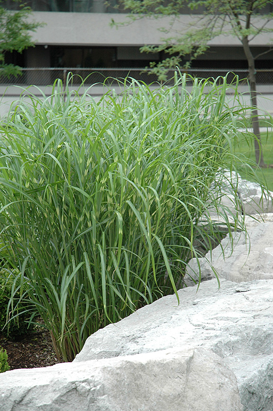 Zebra Grass (Miscanthus sinensis 'Zebrinus') at Bedner's Farm & Greenhouse