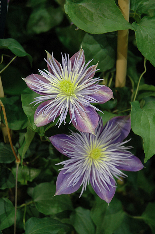 Crystal Fountain Clematis (Clematis 'Crystal Fountain') at Bedner's Farm & Greenhouse