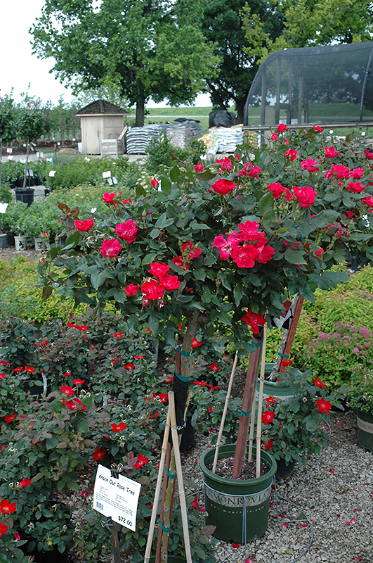 Knock Out Rose Tree (Rosa 'Radrazz') at Bedner's Farm & Greenhouse