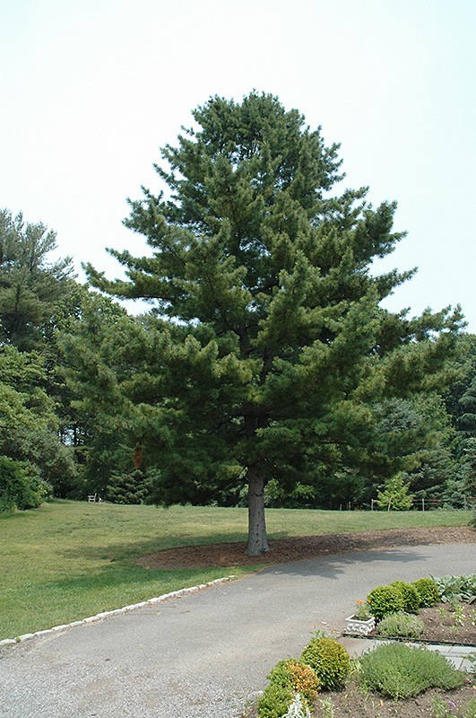 Korean Pine (Pinus koraiensis) at Bedner's Farm & Greenhouse
