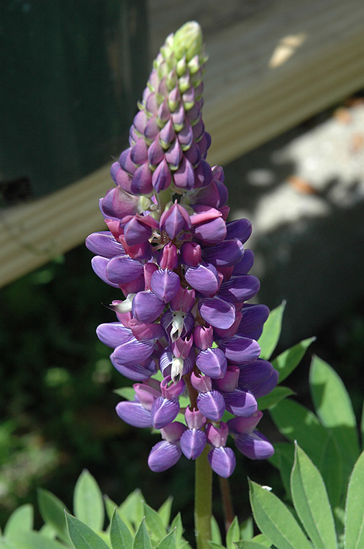 Gallery Blue Lupine (Lupinus 'Gallery Blue') at Bedner's Farm & Greenhouse
