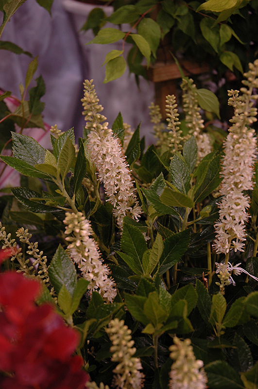 Sixteen Candles Summersweet (Clethra alnifolia 'Sixteen Candles') at Bedner's Farm & Greenhouse