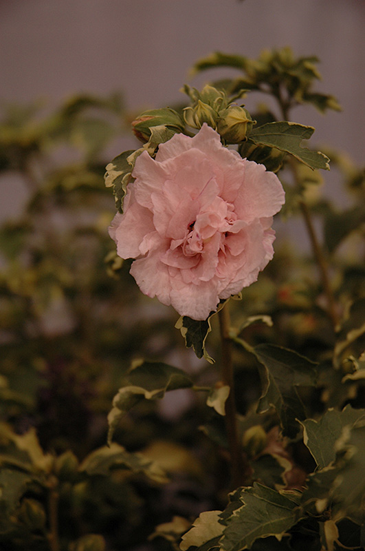 Sugar Tip Rose of Sharon (Hibiscus syriacus 'America Irene Scott') at Bedner's Farm & Greenhouse
