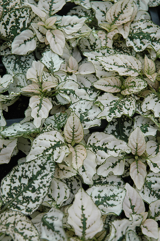 Splash Select White Polka Dot Plant (Hypoestes phyllostachya 'Splash Select White') at Bedner's Farm & Greenhouse