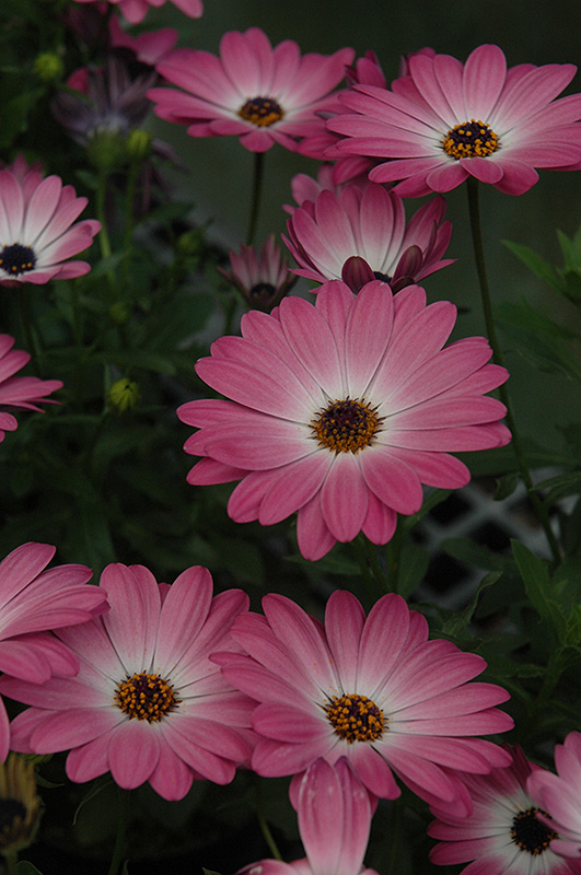 Summertime Pink Charme African Daisy (Osteospermum 'Summertime Pink Charme') at Bedner's Farm & Greenhouse