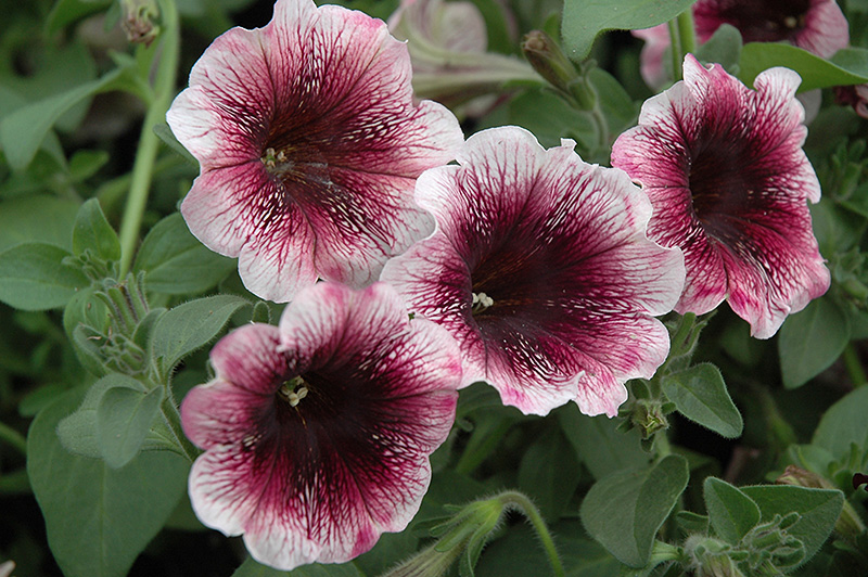 Sweetunia Mystery Petunia (Petunia 'Sweetunia Mystery') at Bedner's Farm & Greenhouse
