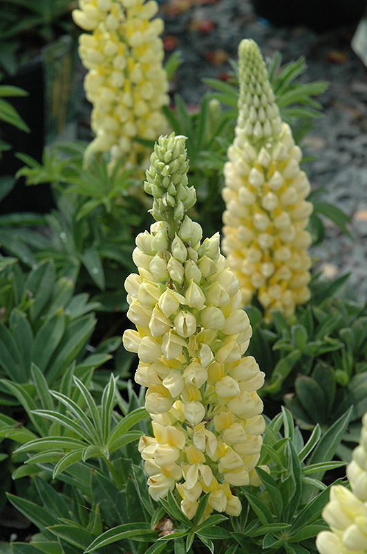 Gallery Yellow Lupine (Lupinus 'Gallery Yellow') at Bedner's Farm & Greenhouse