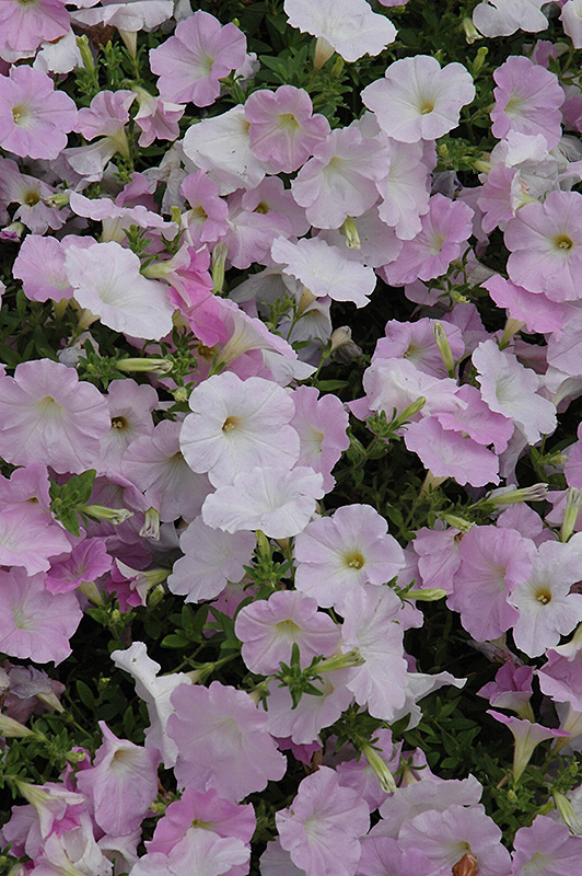 Wave Misty Lilac Petunia (Petunia 'Wave Misty Lilac') at Bedner's Farm & Greenhouse