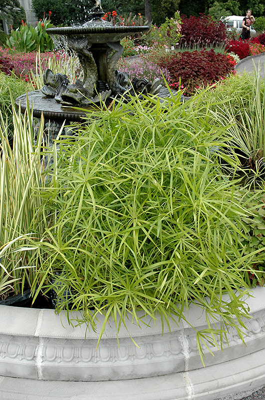 Umbrella Plant (Cyperus alternifolius) at Bedner's Farm & Greenhouse