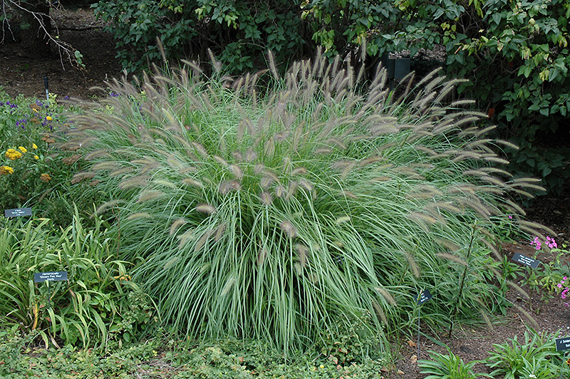 Fountain Grass (Pennisetum alopecuroides) at Bedner's Farm & Greenhouse