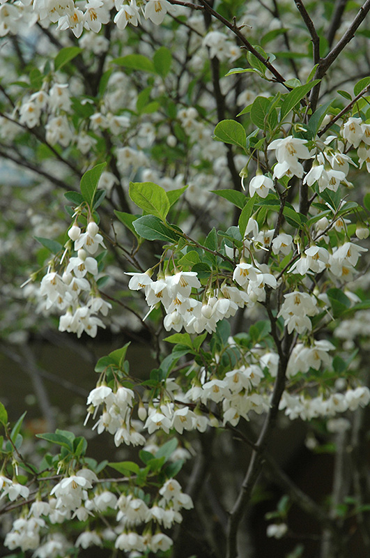 Japanese Snowbell (Styrax japonicus) at Bedner's Farm & Greenhouse