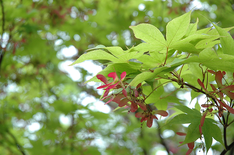 Okushimo Japanese Maple (Acer palmatum 'Okushimo') at Bedner's Farm & Greenhouse