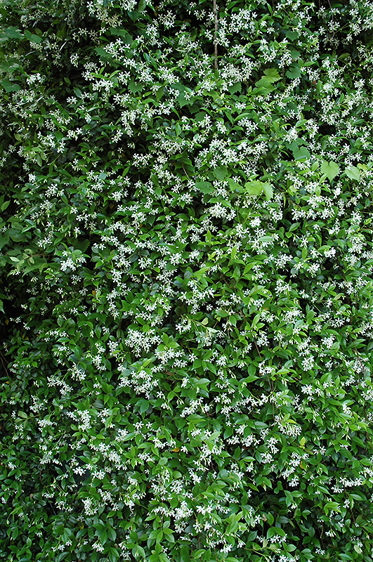Confederate Star-Jasmine (Trachelospermum jasminoides) at Bedner's Farm & Greenhouse