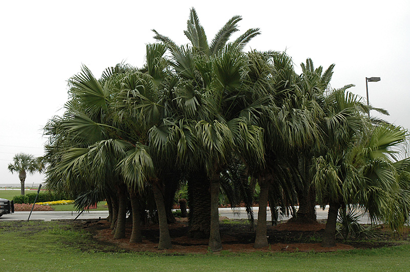 Chinese Fan Palm (Livistona chinensis) at Bedner's Farm & Greenhouse