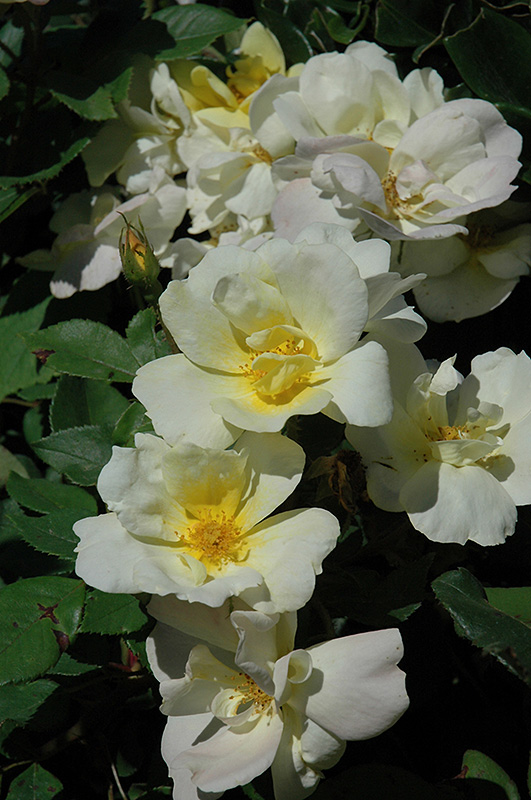 Sunny Knock Out Rose (Rosa 'Radsunny') at Bedner's Farm & Greenhouse