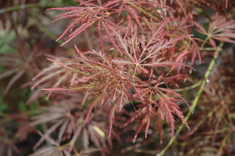 Mioun Japanese Maple (Acer palmatum 'Mioun') at Bedner's Farm & Greenhouse