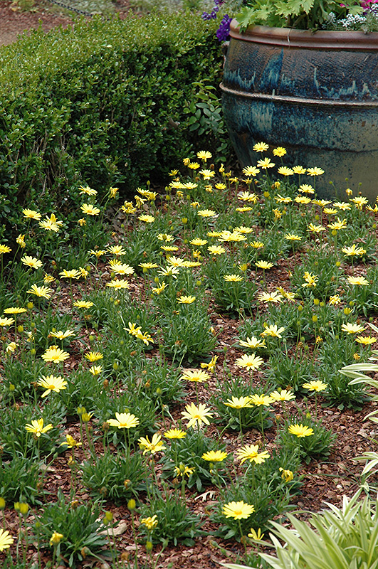 Voltage Yellow African Daisy (Osteospermum 'Voltage Yellow') at Bedner's Farm & Greenhouse