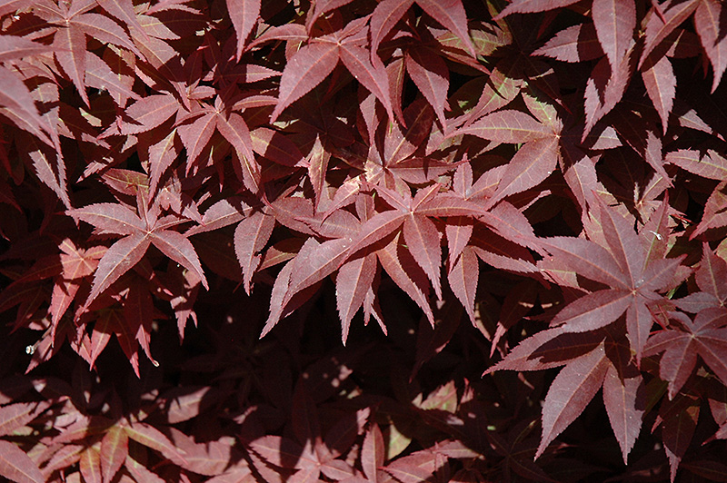 Rhode Island Red Japanese Maple (Acer palmatum 'Rhode Island Red') at Bedner's Farm & Greenhouse
