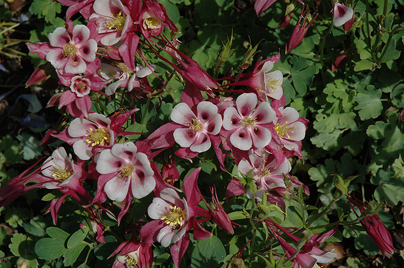 Origami Rose and White Columbine (Aquilegia 'Origami Rose and White') at Bedner's Farm & Greenhouse