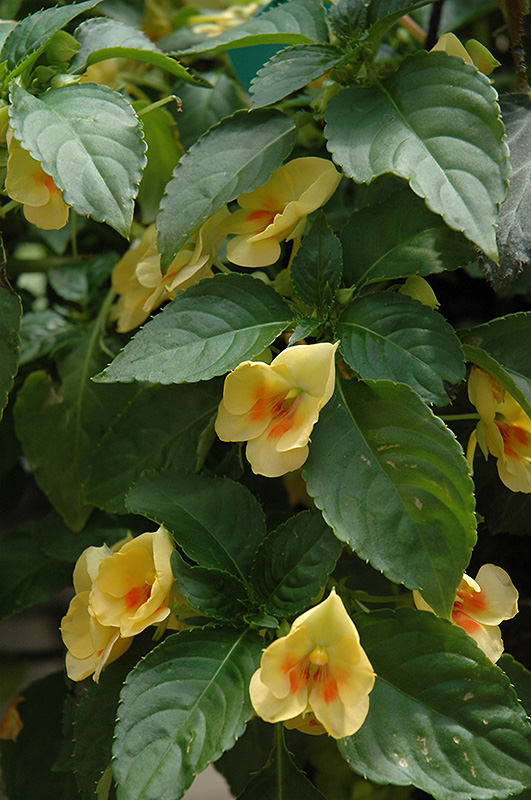 Fusion Glow Yellow Impatiens (Impatiens 'Fusion Glow Yellow') at Bedner's Farm & Greenhouse