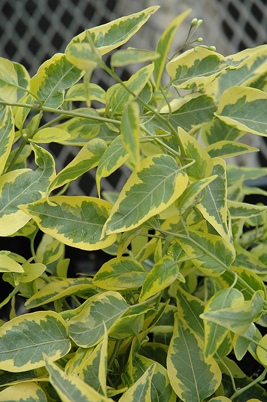Variegated Potato Vine (Solanum jasminoides 'Aurea') at Bedner's Farm & Greenhouse