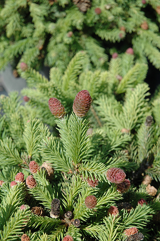 Pusch Spruce (Picea abies 'Pusch') at Bedner's Farm & Greenhouse