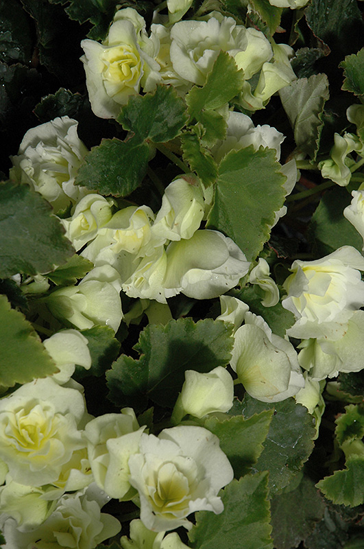 Glory White Begonia (Begonia x hiemalis 'Glory White') at Bedner's Farm & Greenhouse