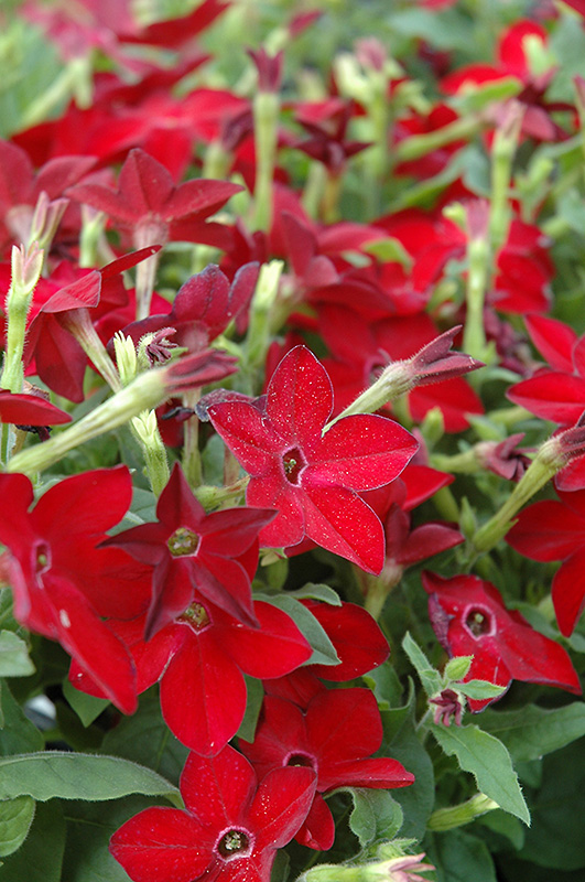 Starmaker Bright Red Flowering Tobacco (Nicotiana 'Starmaker Bright Red') at Bedner's Farm & Greenhouse