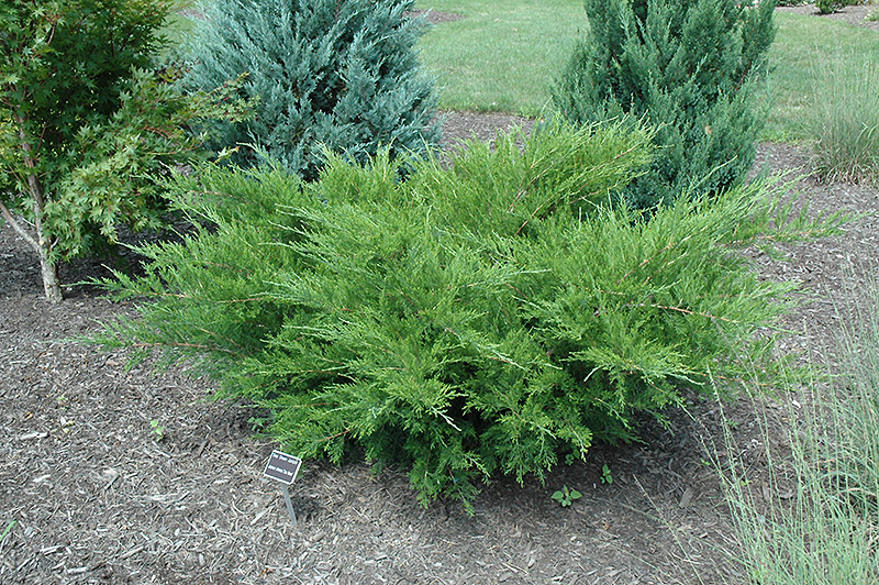 Sea Green Juniper (Juniperus chinensis 'Sea Green') at Bedner's Farm & Greenhouse