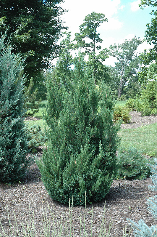 Blue Point Juniper (Juniperus chinensis 'Blue Point') at Bedner's Farm & Greenhouse