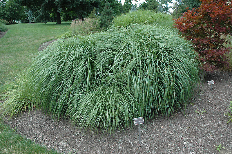 Adagio Maiden Grass (Miscanthus sinensis 'Adagio') at Bedner's Farm & Greenhouse
