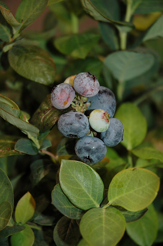 Peach Sorbet Blueberry (Vaccinium 'ZF06-043') at Bedner's Farm & Greenhouse