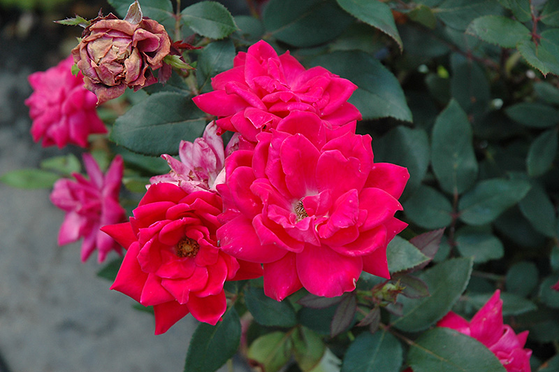 Knock Out Double Red Rose (Rosa 'Radtko') at Bedner's Farm & Greenhouse