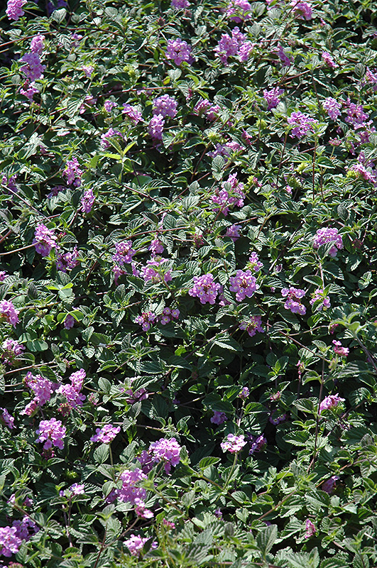 Purple Trailing Lantana (Lantana montevidensis) at Bedner's Farm & Greenhouse