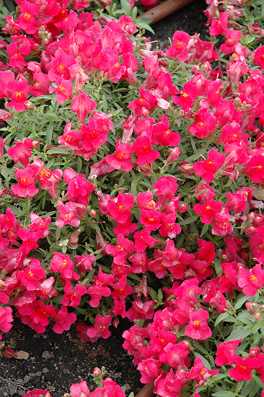 Candy Showers Rose Snapdragon (Antirrhinum majus 'Candy Showers Rose') at Bedner's Farm & Greenhouse