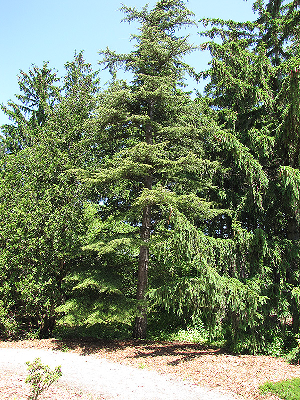 Cedar of Lebanon (Cedrus libani) at Bedner's Farm & Greenhouse